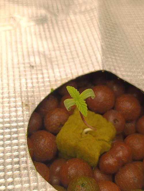 Smashberry Fumez Anesia DWC. Week 1