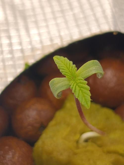 Smashberry Fumez Anesia DWC. Week 1