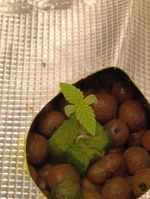 Smashberry Fumez Anesia DWC. Week 1