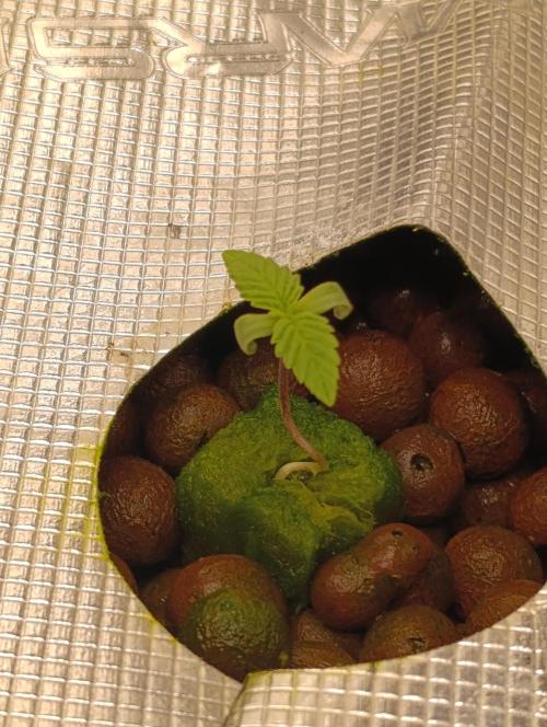 Smashberry Fumez Anesia DWC. Week 1