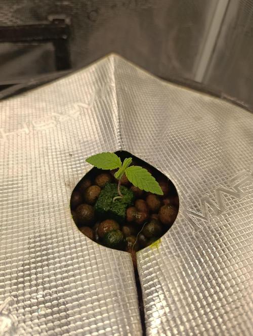 Smashberry Fumez Anesia DWC. Week 1