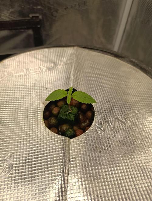 Smashberry Fumez Anesia DWC. Week 1