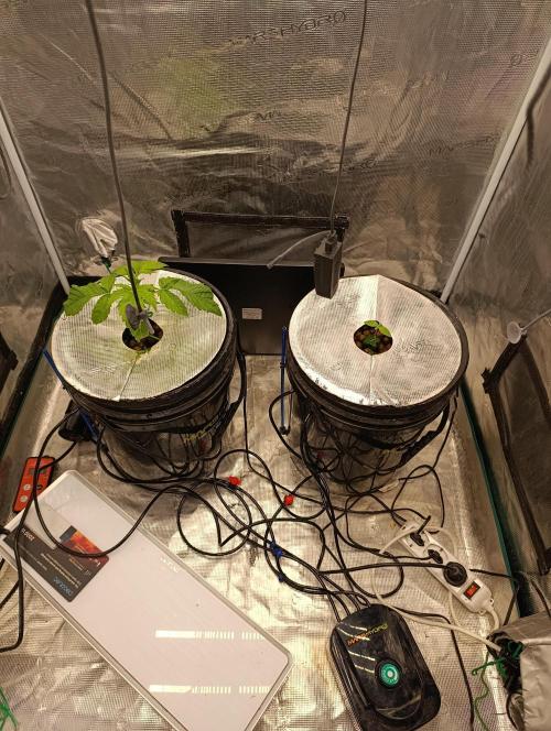 Smashberry Fumez Anesia DWC. Week 1