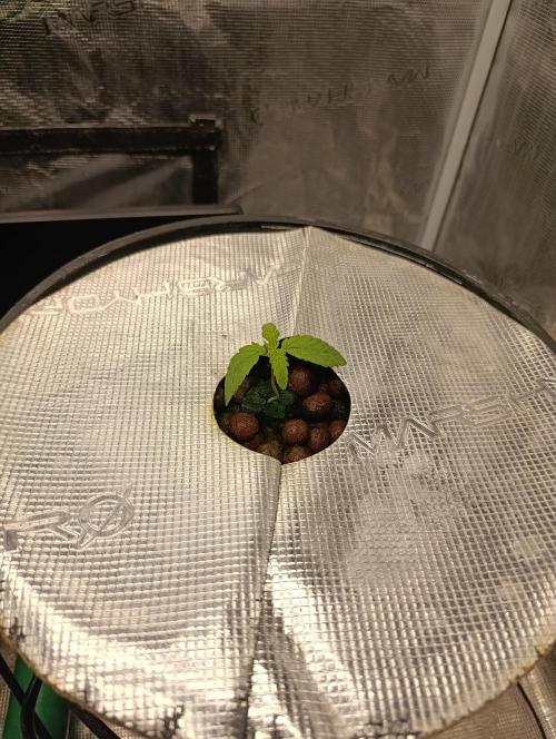 Smashberry Fumez Anesia DWC. Week 1