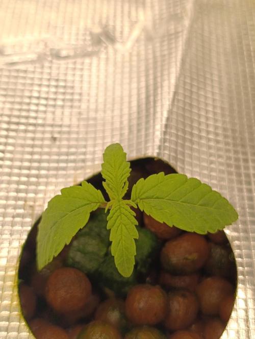 Smashberry Fumez Anesia DWC. Week 1