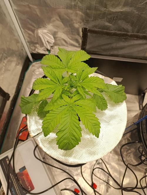 Candy breath Paradise seeds DWC. Week 2