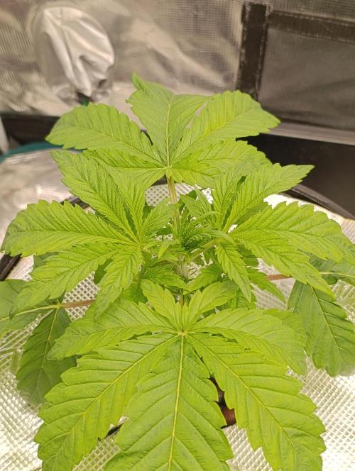 Candy breath Paradise seeds DWC. Week 2