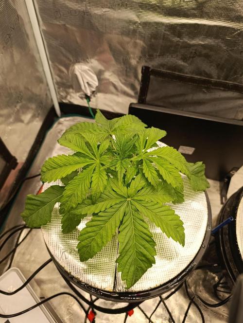 Candy breath Paradise seeds DWC. Week 2