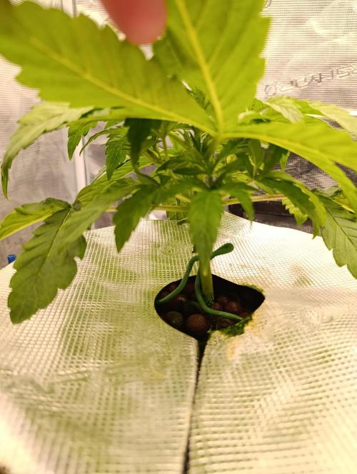 Candy breath Paradise seeds DWC. Week 2