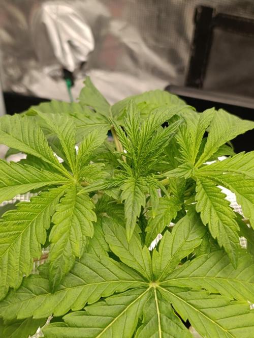 Candy breath Paradise seeds DWC. Week 2