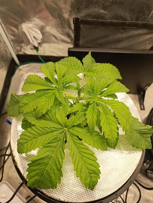 Candy breath Paradise seeds DWC. Week 2