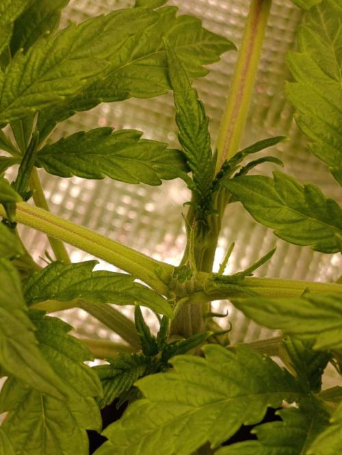 Candy breath Paradise seeds DWC. Week 2