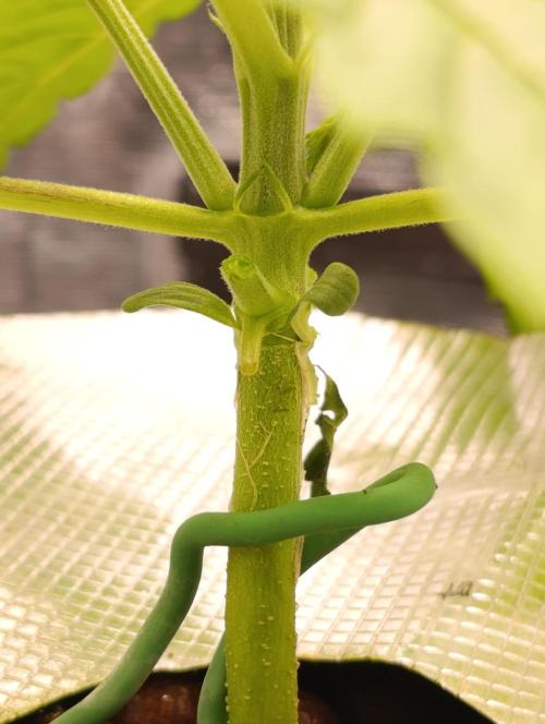 Candy breath Paradise seeds DWC. Week 2