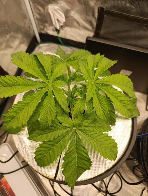 Candy breath Paradise seeds DWC. Week 2