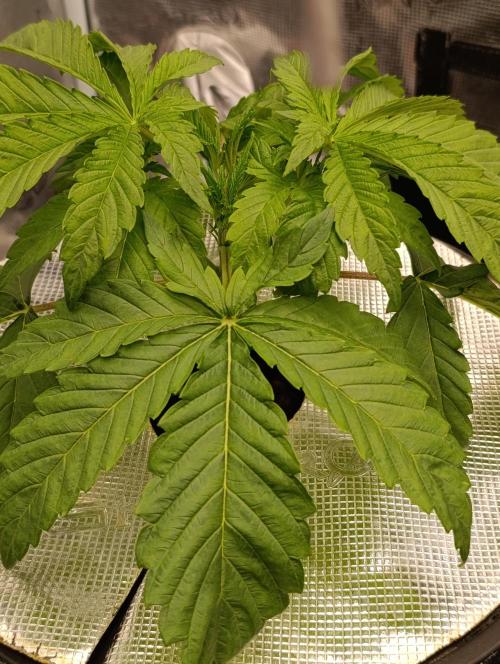 Candy breath Paradise seeds DWC. Week 2