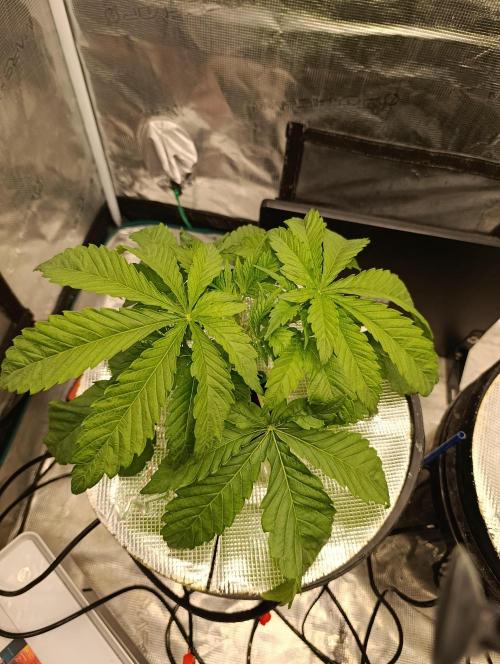 Candy breath Paradise seeds DWC. Week 2