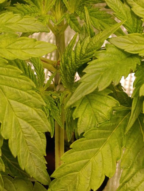 Candy breath Paradise seeds DWC. Week 2