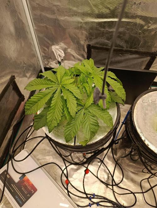 Candy breath Paradise seeds DWC. Week 2