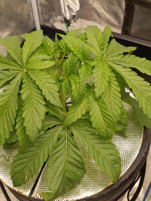 Candy breath Paradise seeds DWC. Week 2