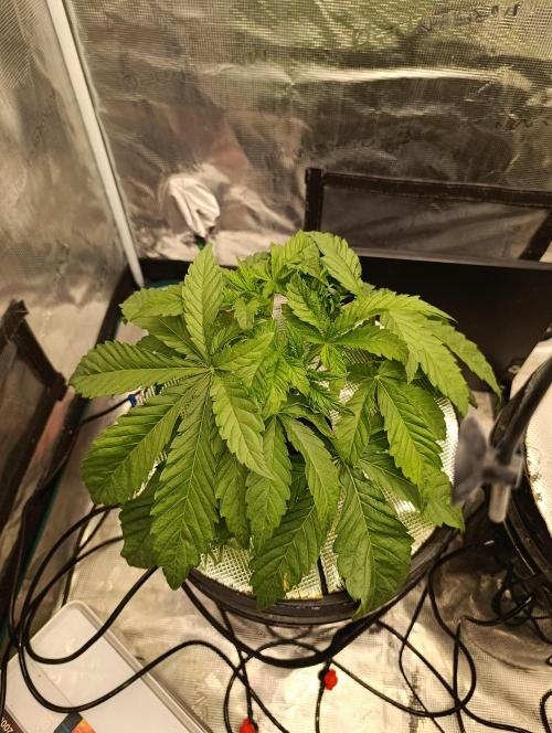Candy breath Paradise seeds DWC. Week 2