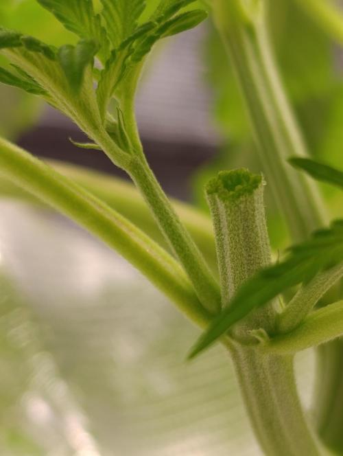 Candy breath Paradise seeds DWC. Week 2