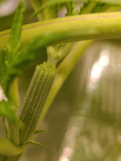 Candy breath Paradise seeds DWC. Week 2