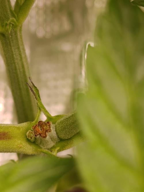 Candy breath Paradise seeds DWC. Week 2