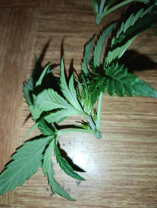 Candy breath Paradise seeds DWC. Week 2