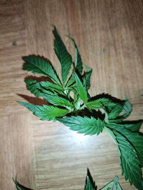 Candy breath Paradise seeds DWC. Week 2