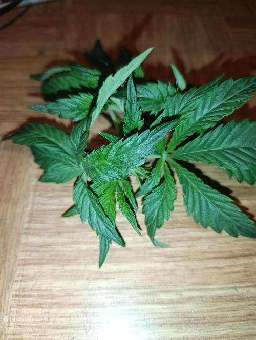 Candy breath Paradise seeds DWC. Week 2