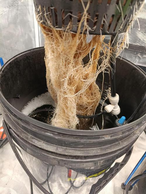 Candy breath Paradise seeds DWC. Week 2