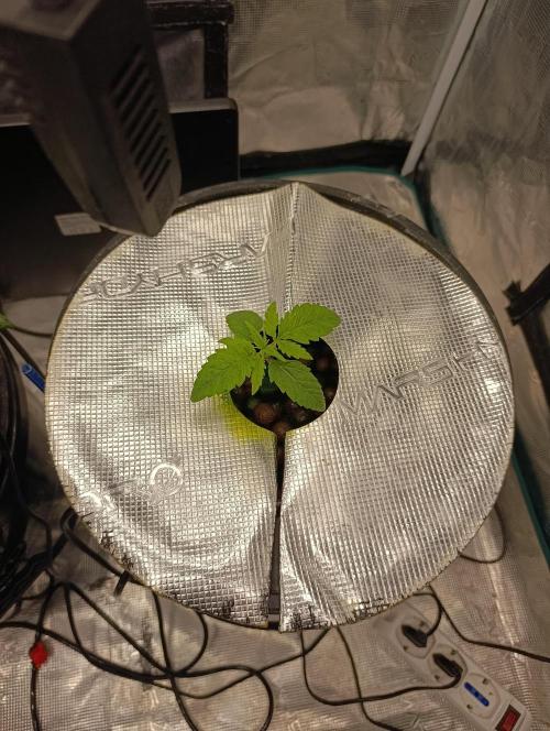 Smashberry Fumez Anesia DWC. Week 2