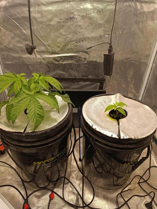 Smashberry Fumez Anesia DWC. Week 2