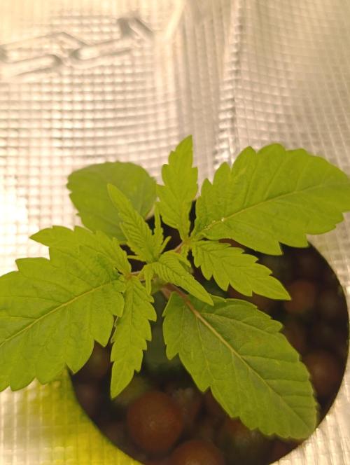 Smashberry Fumez Anesia DWC. Week 2