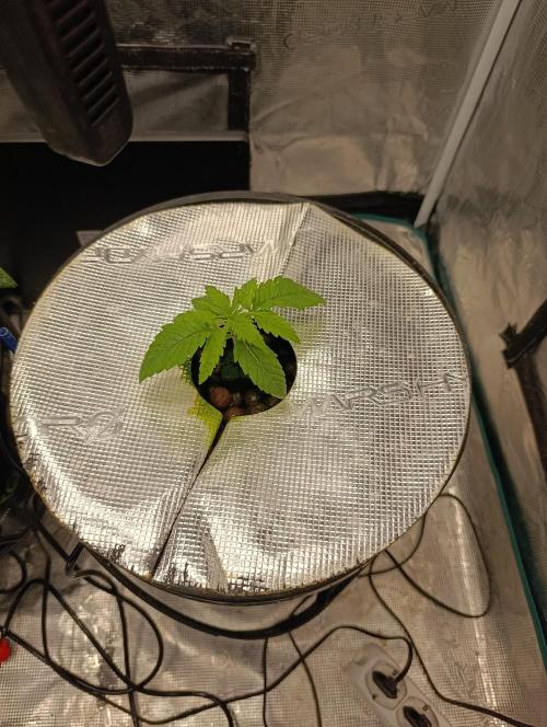 Smashberry Fumez Anesia DWC. Week 2