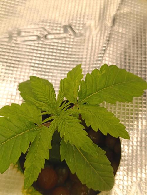 Smashberry Fumez Anesia DWC. Week 2