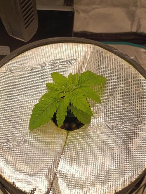 Smashberry Fumez Anesia DWC. Week 2