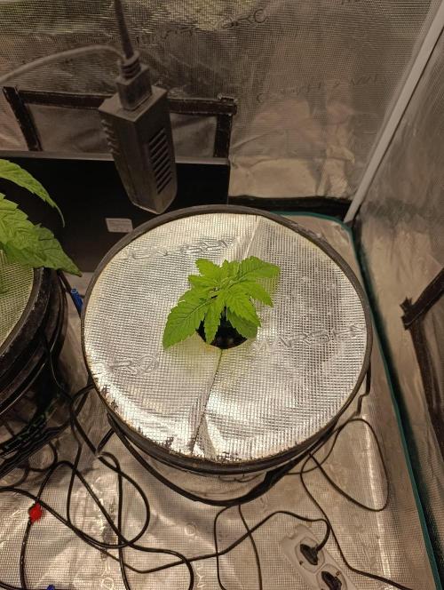 Smashberry Fumez Anesia DWC. Week 2