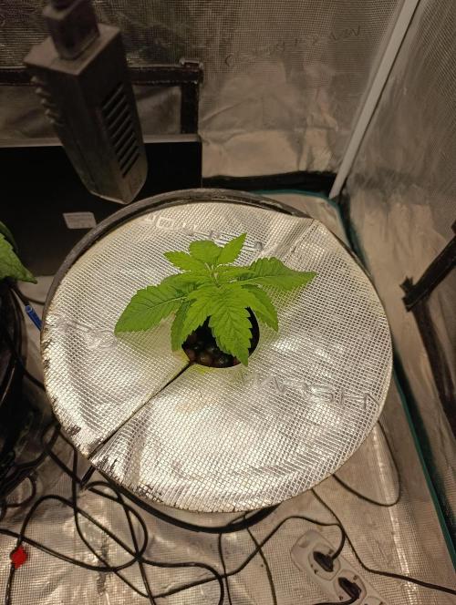 Smashberry Fumez Anesia DWC. Week 2