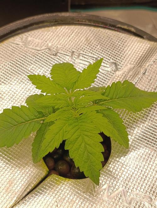 Smashberry Fumez Anesia DWC. Week 2