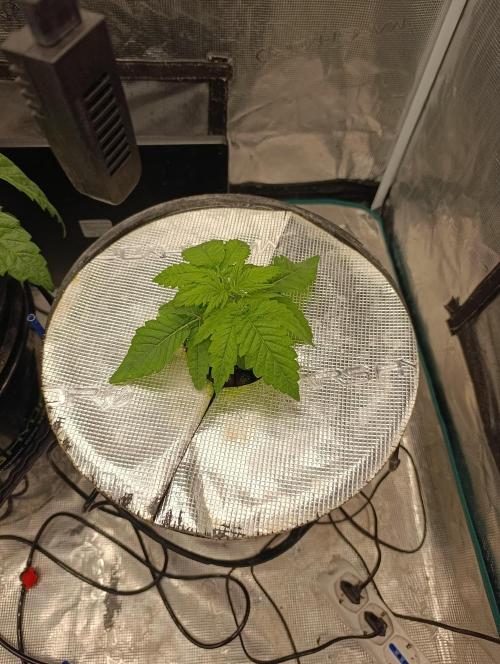 Smashberry Fumez Anesia DWC. Week 2