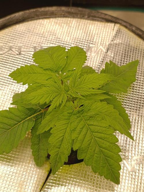 Smashberry Fumez Anesia DWC. Week 2