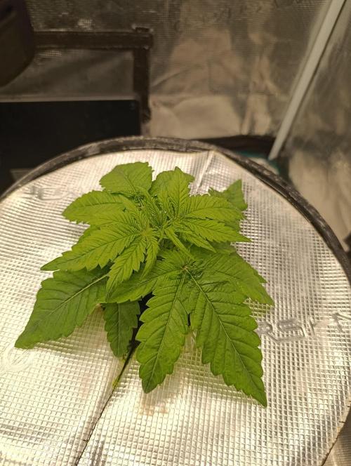 Smashberry Fumez Anesia DWC. Week 2