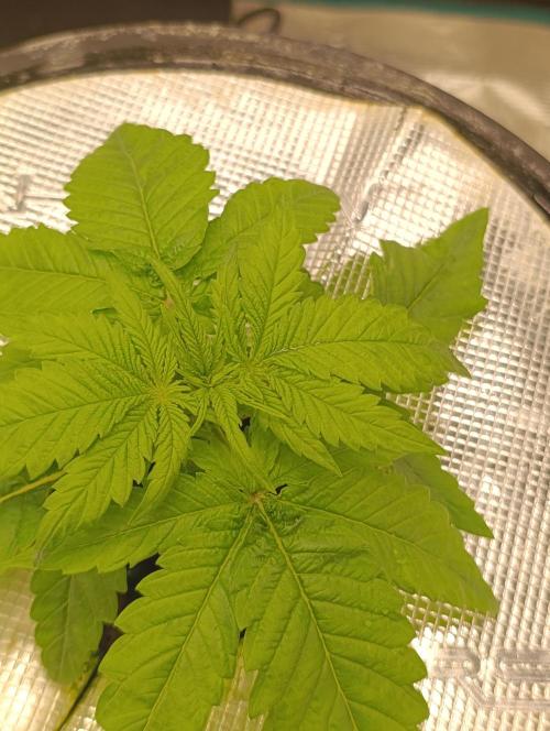 Smashberry Fumez Anesia DWC. Week 2