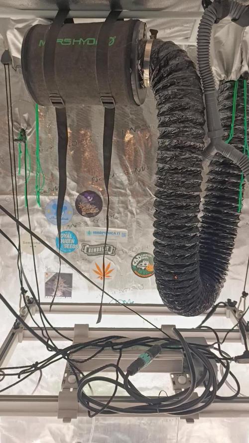 Candy breath Paradise seeds DWC