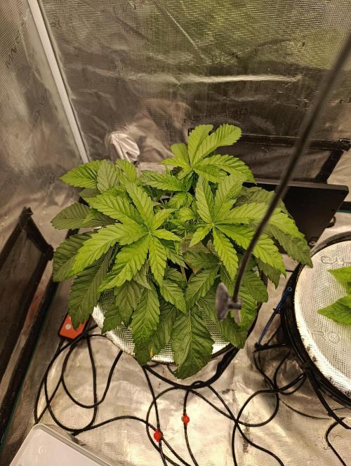 Candy breath Paradise seeds DWC. Week 3