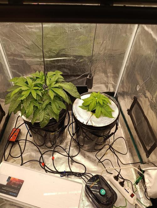 Candy breath Paradise seeds DWC. Week 3