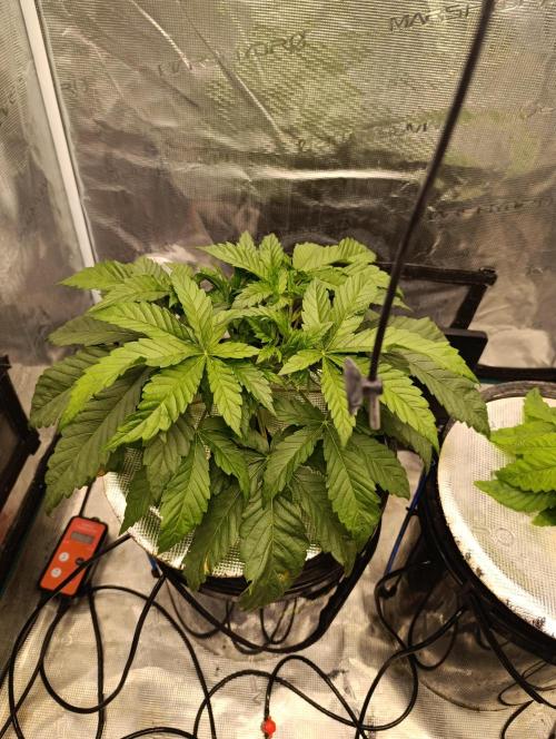 Candy breath Paradise seeds DWC. Week 3