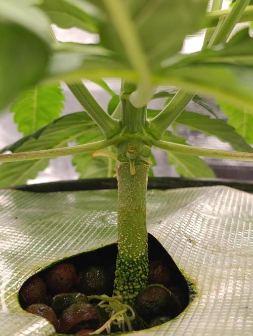 Candy breath Paradise seeds DWC. Week 3