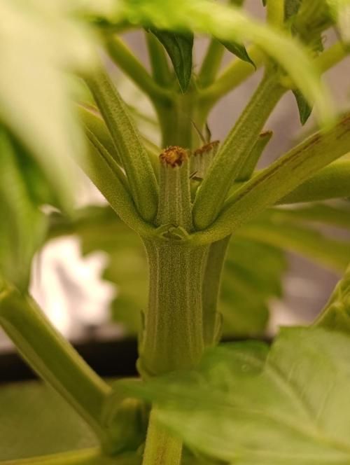 Candy breath Paradise seeds DWC. Week 3